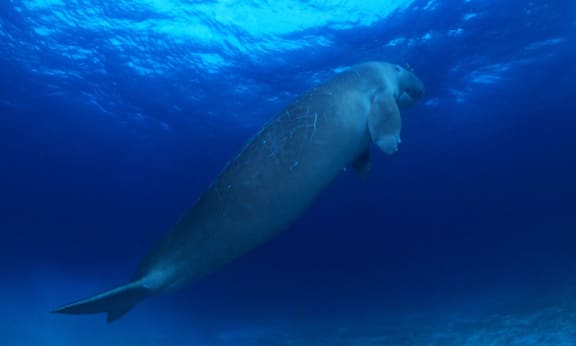 Dugong in Indo-Pacific Ocean