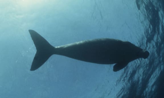 Dugong swimming in the open sea near the coast of Palawan Island, Philippines