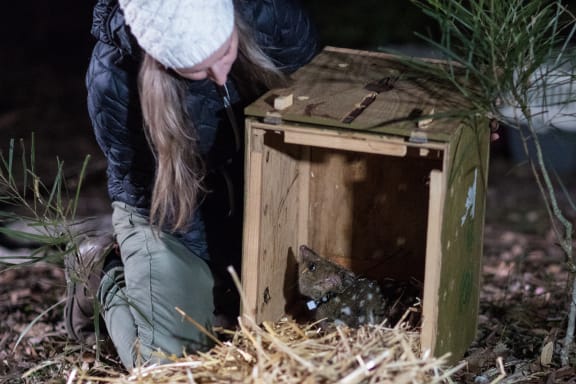 Hayley Shute (Curator, Aussie Ark), releases an eastern quoll into the wild.

The journey to re-establish a wild population of eastern quolls on the Australian mainland has taken another big step forward with 40 eastern quolls being reintroduced to Booderee National Park.
The Eastern quoll reintroduction project is a collaboration between Parks Australia, The Australian National University, the National Environmental Science Program Threatened Species Recovery Hub, Wreck Bay Aboriginal Community Council, Rewilding Australia, WWF-Australia, and the Taronga Conservation Society Australia with support from Devils@Cradle, Trowunna Wildlife Park and Devil Ark wildlife sanctuaries.
