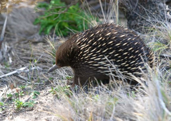 Echidna in grass