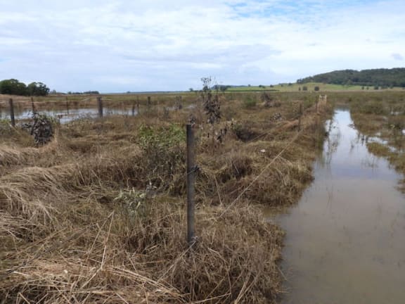 Assessing the damage to a koala habitat restoration site