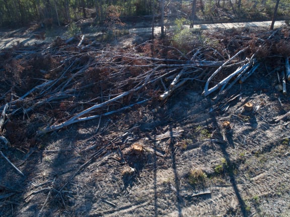 Forestry logging within state forest outside of Coffs Harbour, NSW.