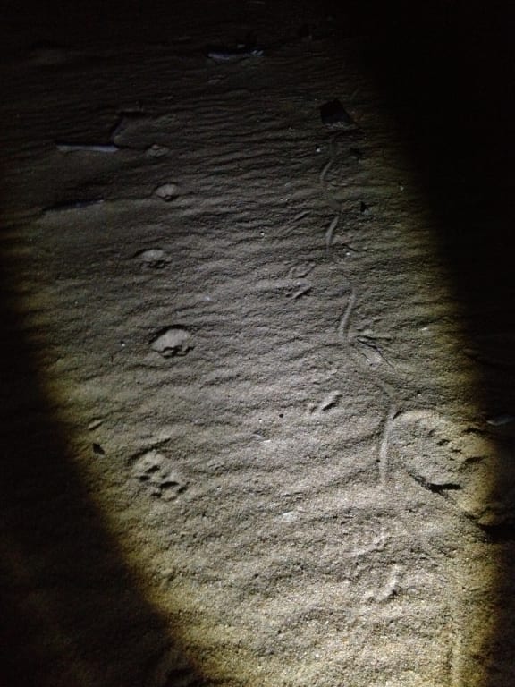 Wreck Rock Beach, Queensland - December 2013.
Fox and goanna prints side by side. Evidence of predation on our loggerhead turtle at Wreck Rock.
The Loggerhead Watch Project is a project designed to trial the effectiveness of a device to exclude predators from loggerhead turtle nests.