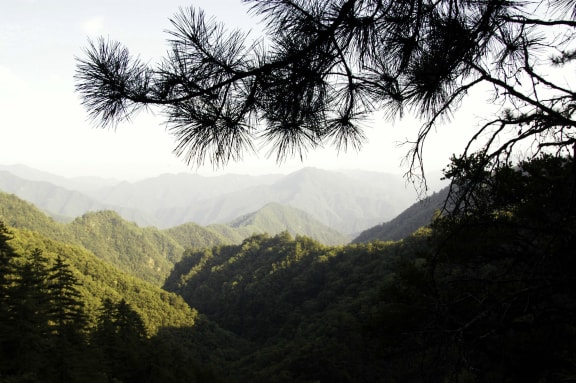 Mixed forest in the mist. Giant panda habitat.  Qin Ling Mountains, Shaanxi Province, China