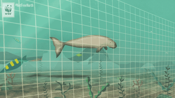 Gill net animation