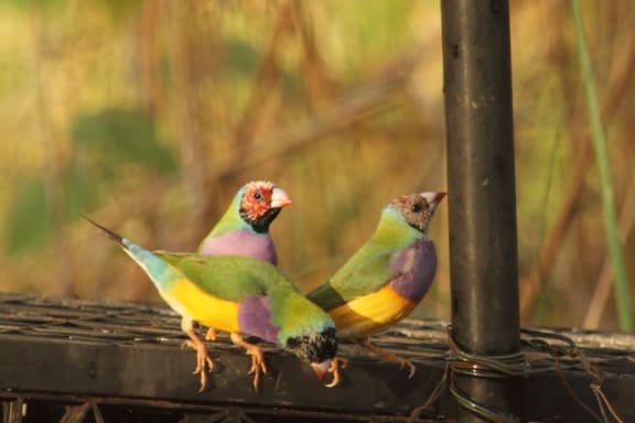 Juvenile Gouldian finches on the Dampier Peninsula, Western Australia
Project aims at establishing the distribution of key Gouldian finches habitat (breeding and non breeding) to inform fire management plans.