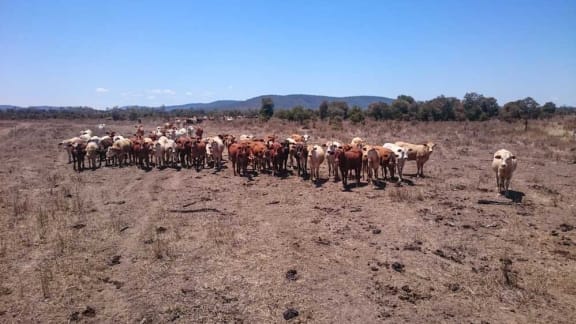 Grazing cattle in Bannockburn, Moora Plains
