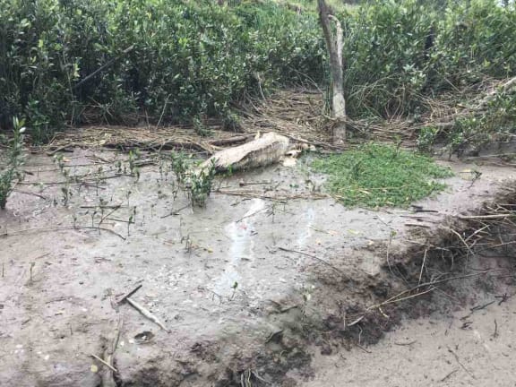 Dead groper on bank in the upper Mary River