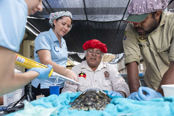 Birri Gubba Juru Elder and Gudjuda senior ranger Jim Gaston attaching hawksbill turtle trackers with James Cook University’s Turtle Health Research staff