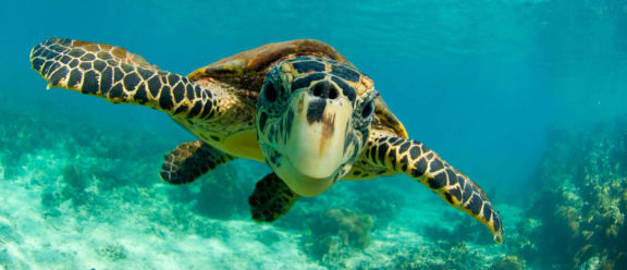 Hawksbill turtle (Eretmochelys imbricata) swimming underwater, Nosy Be, North Madagascar