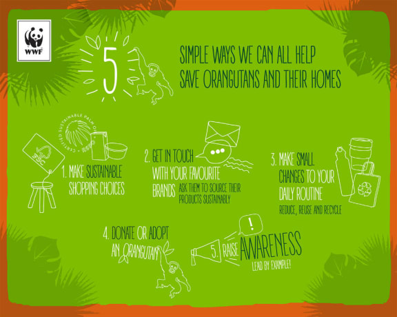 5 Simple ways we can help orangutans and their homes