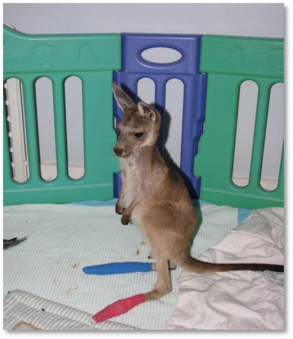 Clover, an orphaned western grey kangaroo