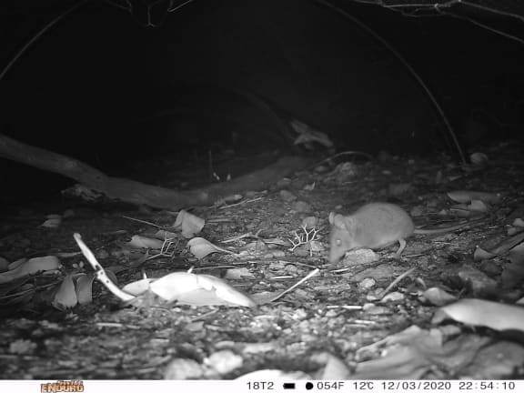 Kangaroo Island dunnart taking refuge in a shelter tunnel