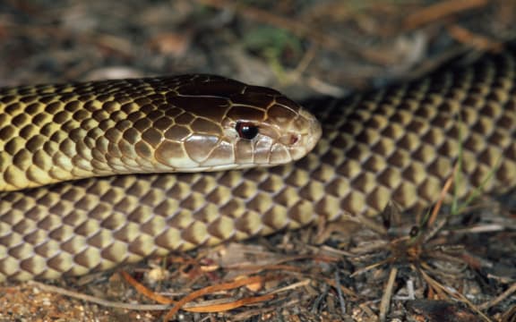 Pseudechis australis King brown snake One of the most venomous snakes in the world, Australia