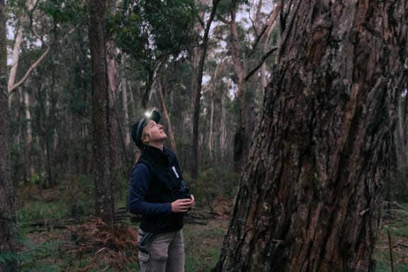 Dr Kita Ashman surveys a tree in Tallaganda