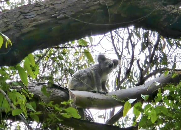 Koala - photographed by Djarra Delaney on his Minjerribah property