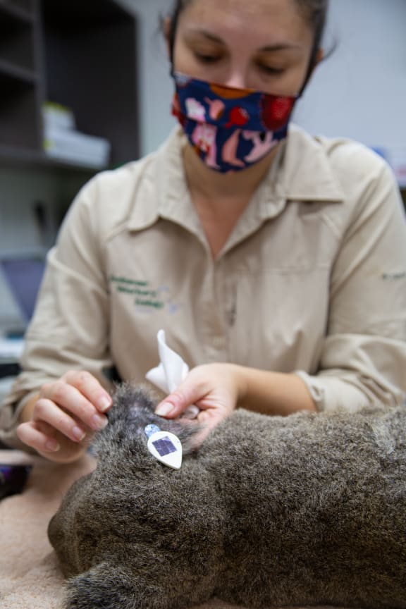 Koala receiving a Solar VHF ear tag