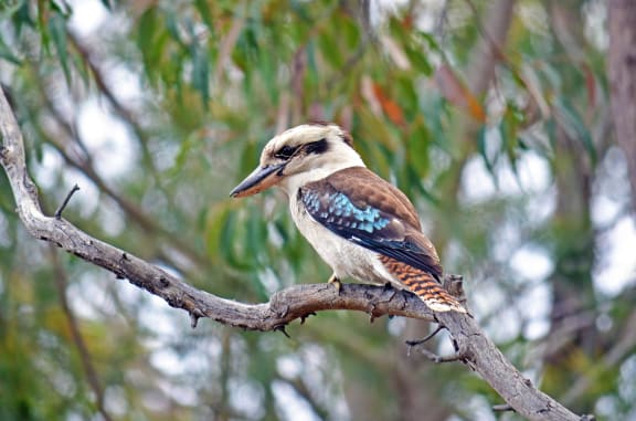 Australian laughing Kookaburra (Dacelo novaeguineae) perched in a gum tree