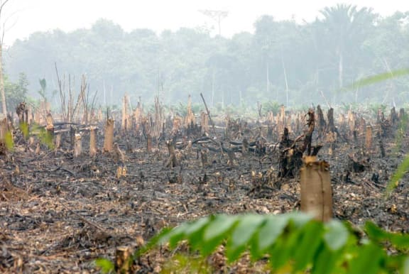 Landclearing using fire, just outside Pontianak, Borneo, Indonesia, August 2015