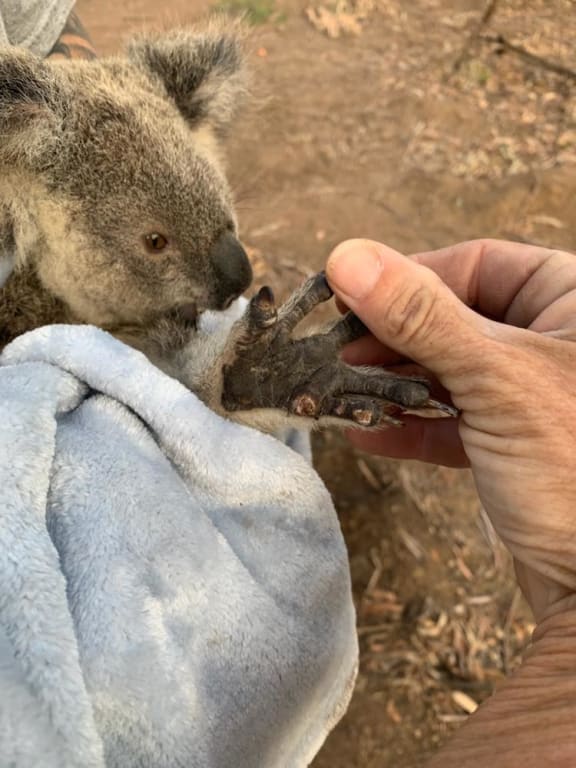 Maryanne the koala with burnt paws