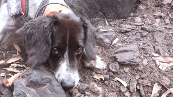 Missy the koala detection dog indicating she has found scats