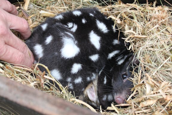 Female eastern quoll (Dasyurus viverrinus) at the Devils@Cradle conservation facility, Cradle Mountain, Tasmania, September 2017.