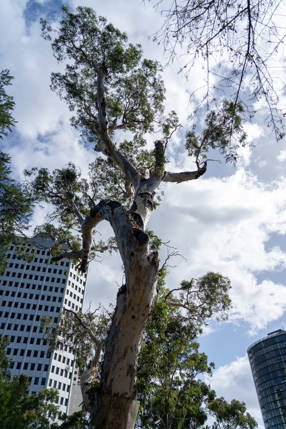 The Boonwurrung Corroboree Tree or ‘Ngargee’ tree in St Kilda