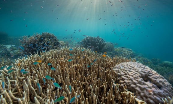 Coral reef in Raja Ampat, Indonesia
