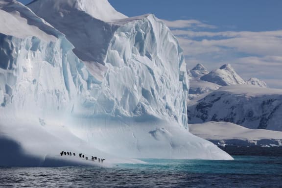 Gentoo penguins