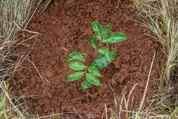 Planting both koala habitat and food trees is essential to helping the Northern Rivers koala populations recover