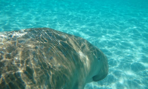 Dugong (Dugong dugon) being released at the 'Rivers to Reef to Turtles' field trip, Howick Islands.
