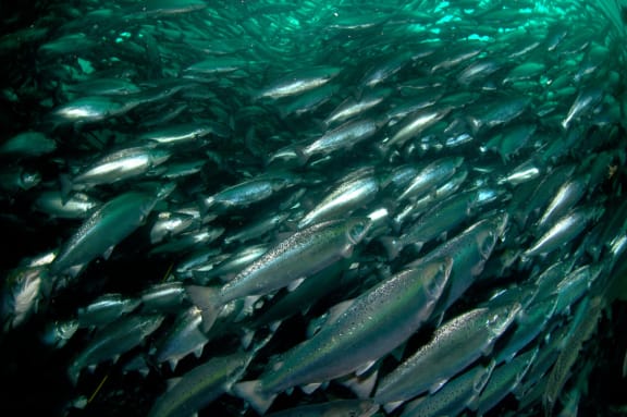 Salmon swimming, taken at a salmon farm in Norway