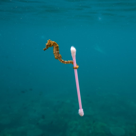 A small estuary seahorse, Hippocampus kuda, drifts in the polluted waters near Sumbawa Besar, Sumbara Island, Indonesia.
