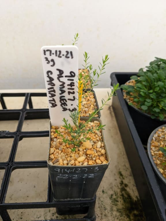 This species are being supported as part of the Survive and Thrive project, which aims to conserve plant species for future generations after the 2019-2020 bushfires raised concerns some species of rare plants were pushed closer to extinction.