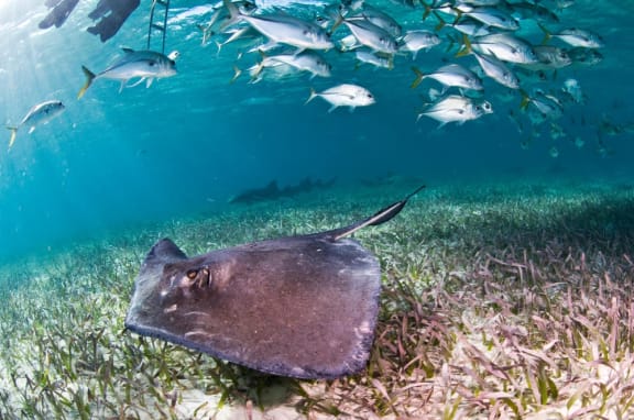 Stingray and jacks in Belize