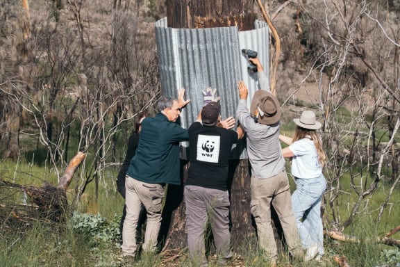 The Glossy Black-Cockatoo, WWF-Australia and Koala team possum-proofing the new ‘cockatube’