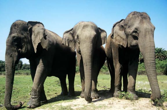 Three asian elephants