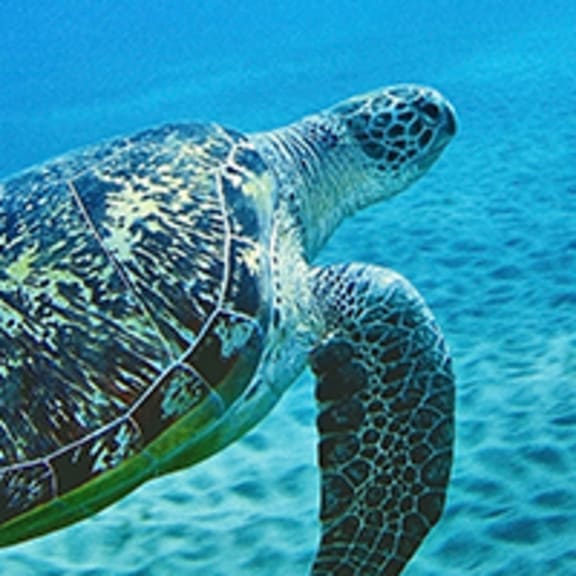 A green sea turtle swims in shallow water at Egypt's Red Sea