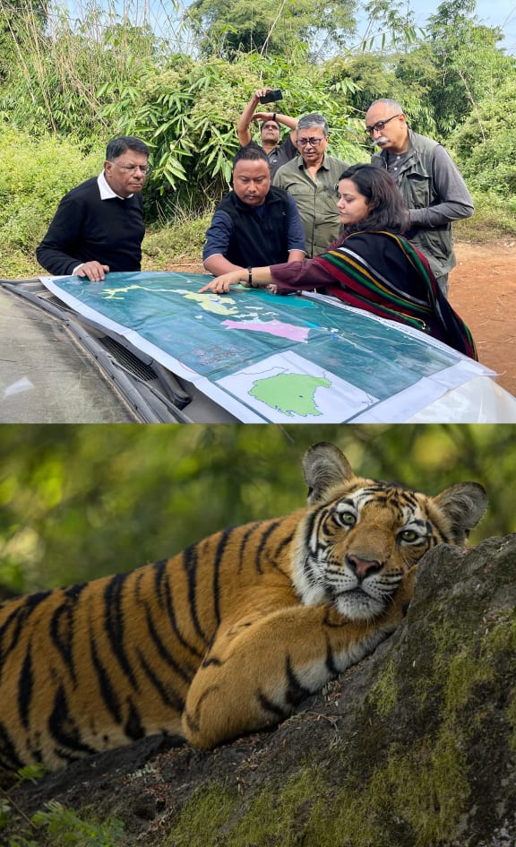 Wildlife and social scientists conducting on-ground surveys. Bottom: Tiger resting at Bandhavgarh National Park, India.