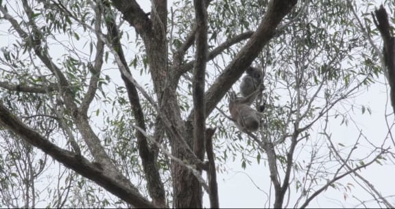 Koalas found by detection dogs in Maryvale