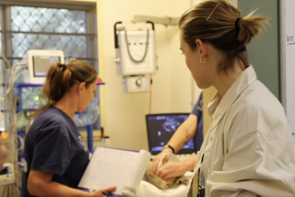 Victoria Lee watches on as nurses do a health check on a joey koala at Friends of the Koala