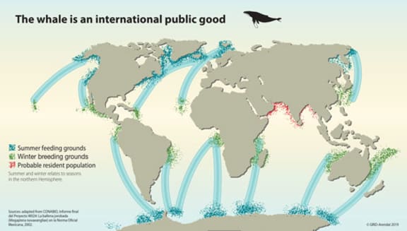 The whale is an international public good infographic