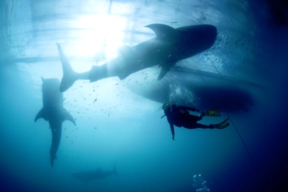 Whale shark (Rhincodon typus) with diver