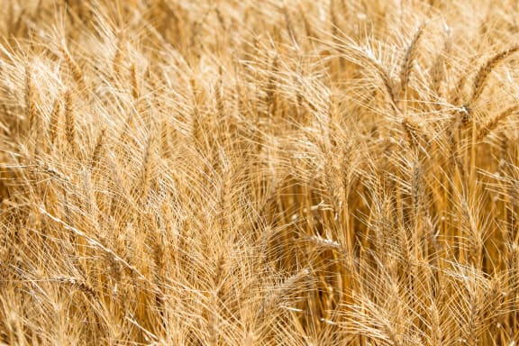Wheat field at Peter Holding's farm, Western Australia