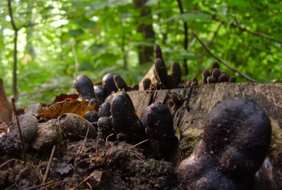 Xylaria polymorpha (dead mans fingers)