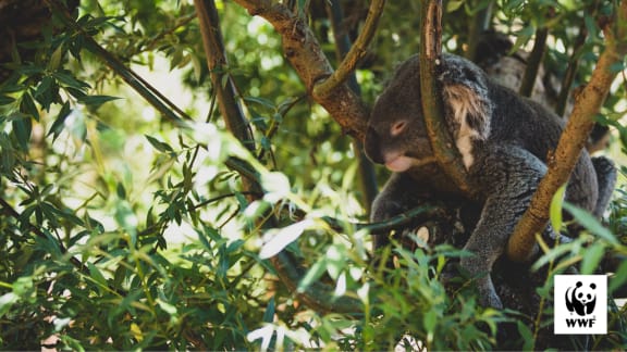 Koala desktop wallpaper