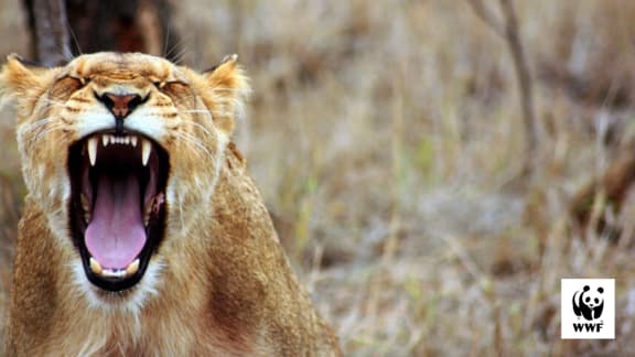 Lion desktop wallpaper