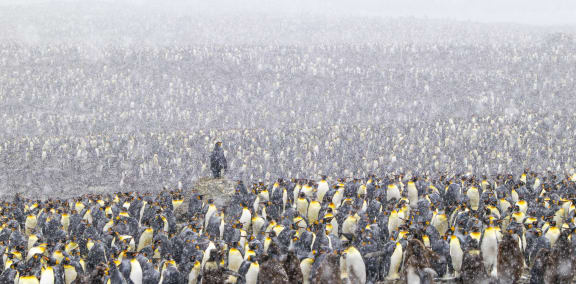 King Penguins in Saint Andrews Bay