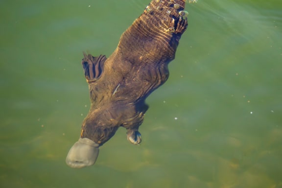Platypus underwater
