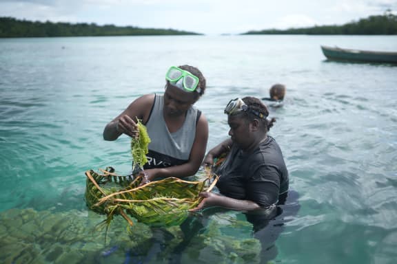 Kilu and Oneidah, community members harvesting sea grapes in Western Province, Solomon Islands